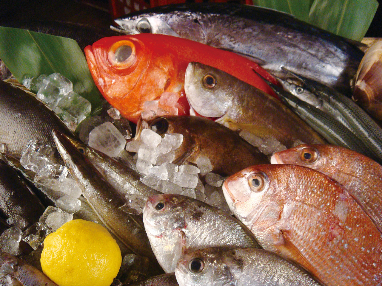 関内でみんなにオススメの居酒屋 居酒屋fan